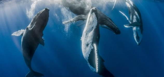 Whales in a circle about to breach.